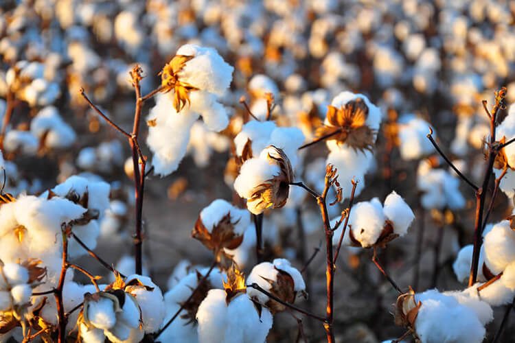 Palmpring Cotton Field