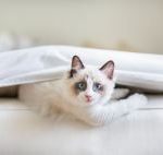 cat on mattress
